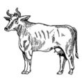 beef-menu-icon